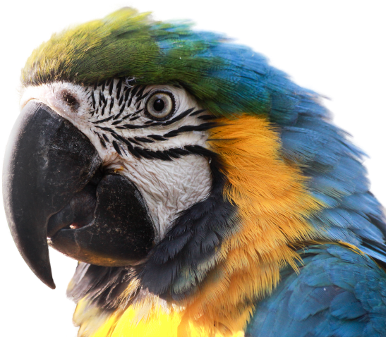 macaw-3224711_1280